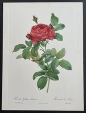 Botanique Rosier du Pont par