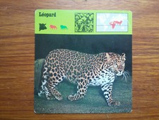LEOPARD  Carte collection 1975 fiche animal Cheetah Editions rencontre  