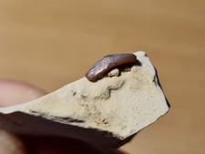 Dent de requin fossile:  Acrodus