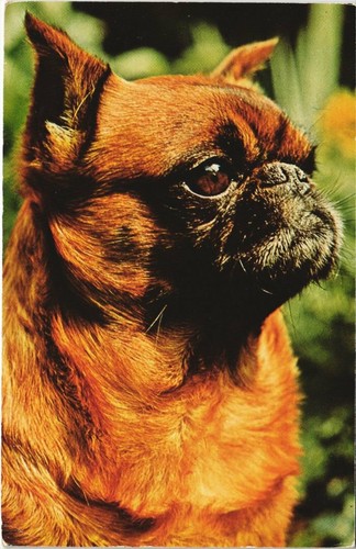 Cpa brabancon dog - ak, (1178367)