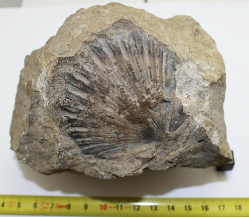 Fossile coquillage sur - de,