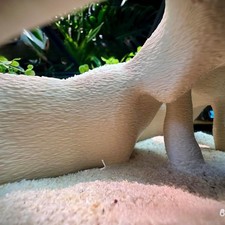 Cachette d'angle de racine de