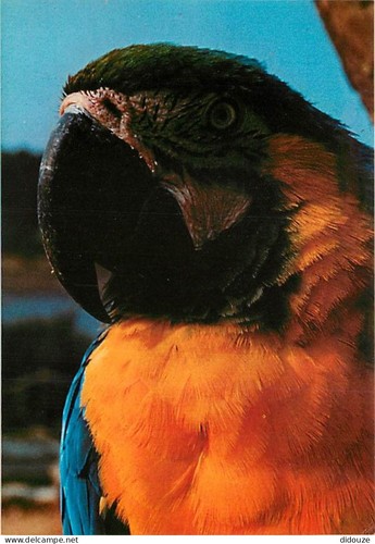 Carte postale animaux - postale,