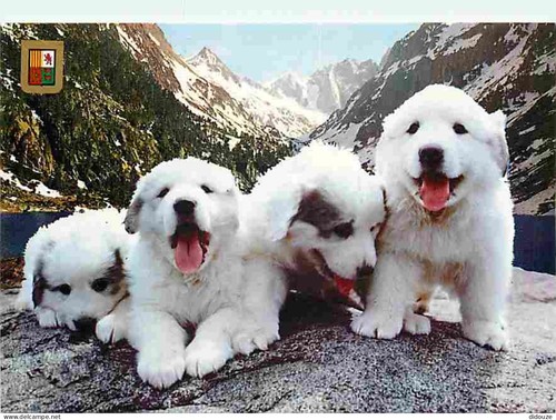 Carte postale animaux - postale,