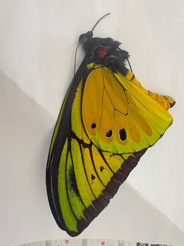 Ornithoptera goliath supremus - goliath,