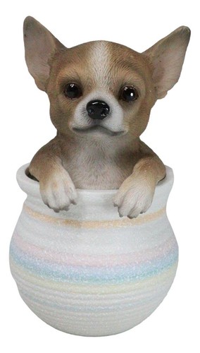 Pet taco chihuahua teacup - pet,