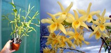 Dendrobium Santana, orchidée, Orchid,