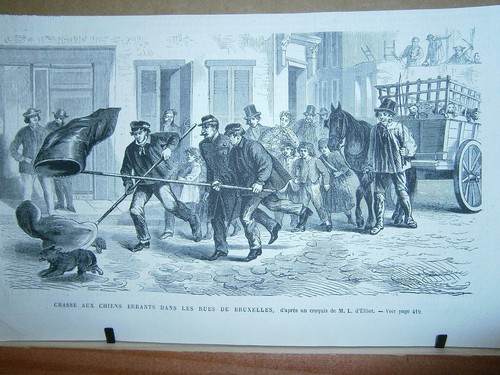Gravure chasse aux chiens - 19°,