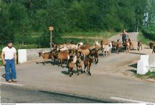 4178 CPM Matrat Picard - éleveurs à Villers les Pots