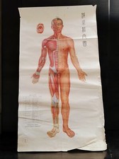 Affiche plan anatomique