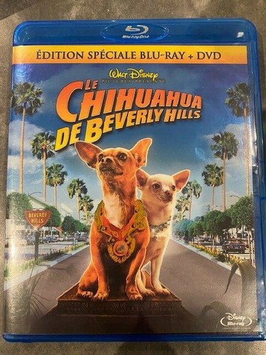 Chihuahua beverley hills - le,