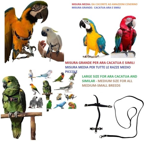 Harnais pour perroquets - harnais,