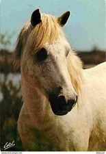 Animaux - Chevaux - Tete de Cheval Camarguais - Portrait de Cheval - CPM - Voir