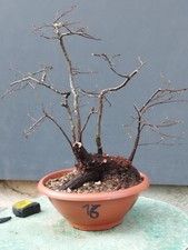 Bonsaï orme champêtre 47 x 20 cm plante articulée livraison gratuite contacte...