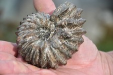 RARE ammonite Hoplites benettianus albien de Courcelles, Aube