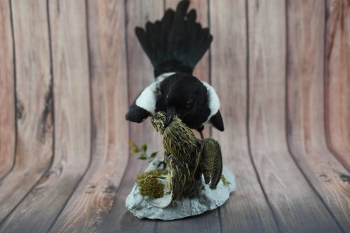Premium taxidermie pie avec - de,