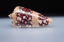 103 - Conus (Cylinder) ammiralis princeps  (var) - Indonésie  - 46.7 mm