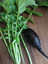 20 graines de radis Noir Long