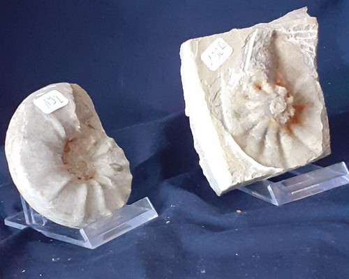 Ammonite ceratites - ammonite,