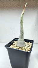 Adenium somalense tanzania - somalense, "tanzania"