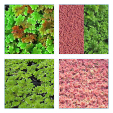 AZOLLA  plante flottante AQUARIUM BASSIN ASSAINISSANTE