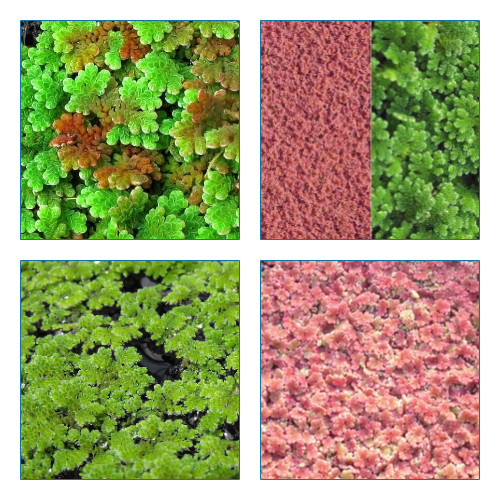 Azolla plante flottante - plante,