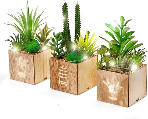 Lot plantes succulentes - lot,