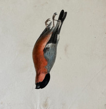 Oiseau animal nature morte
