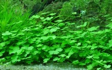 Plante D'Aquarium Hydrocotyle