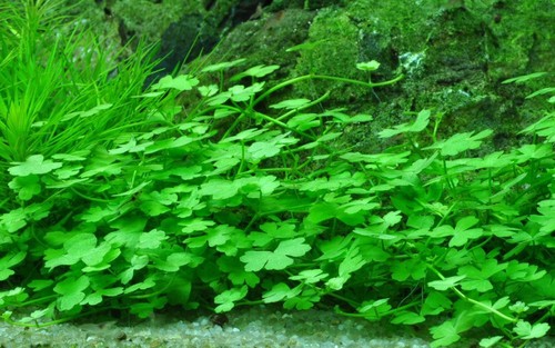 Plante aquarium hydrocotyle - plante,