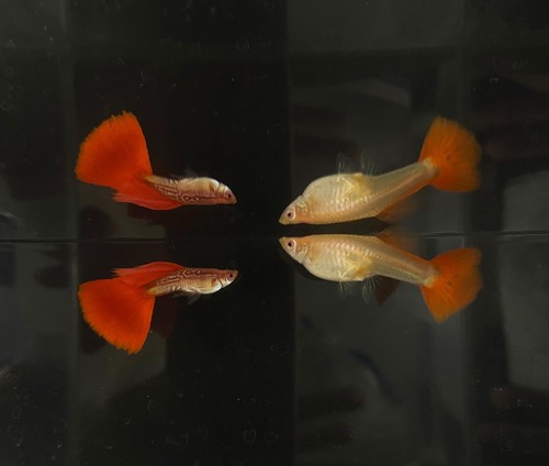 Guppy albino cobra red tail - albino,