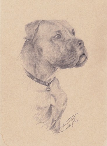 Boxer chien dessin 1939 - boxer,