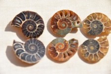 3 lot ammonites Desmoceras latidorsatum albien de Mahajanga Madagascar