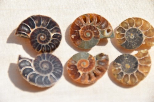 Lot ammonites desmoceras - lot,