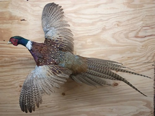 Brand new jumbo ringneck - jumbo,
