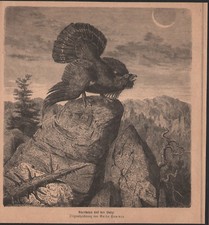 1872 Gravure originale Grand