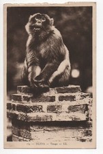 CPA  BLIDA   Tango - Algérie