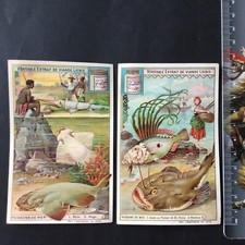 LIEBIG 2 Chromos Poissons De Mer St Pierre Baudroie Scie Ange Scraps