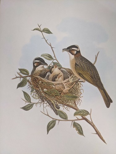 1969 oiseau imprimé - imprimé,