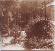 Forêt Fleurs Arbres R2 Photo Stereo Verre Positive Vintage