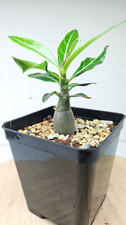 Adenium somalense black - adenium,