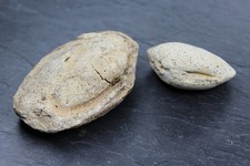 Paire de coquillages