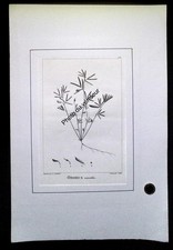 Gravure botanique an VIII