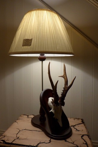 Roe deer real trophy table - trophy,