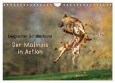 Berger belge - Le malinois en action (Calendrier mural 2026 DIN A4 horizontal), 