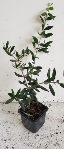 Olea europaea aglandau - 'aglandau', /