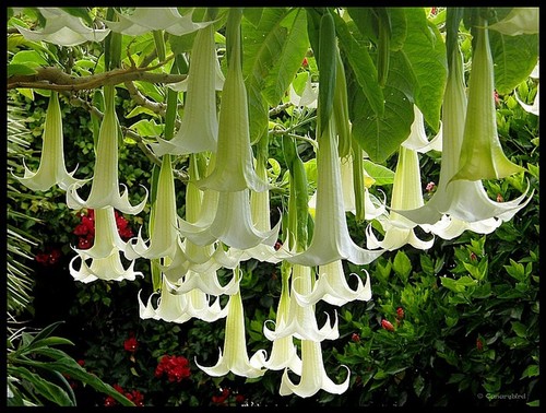 Brugmansia pride hanover - brugmansia,