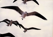 Vintage Beautiful Birds Flying
