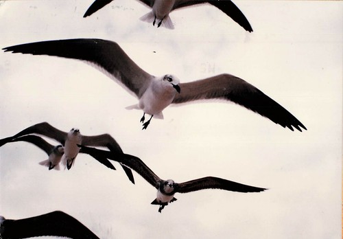 Vintage beautiful birds flying - vintage,