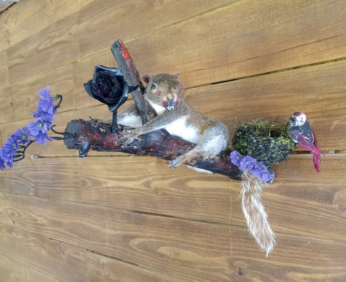 Gray squirrel bad taxidermy - gray,